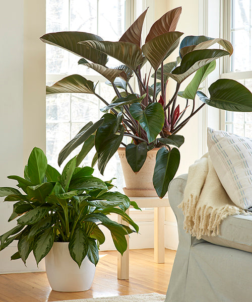 How to Care for Houseplants – A Few Tips for Beginners