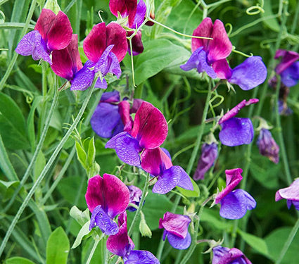 Sweet Pea 'Cupanis Original'