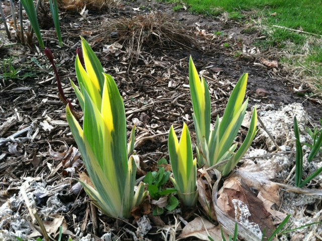 Spring's Prompt Perennials