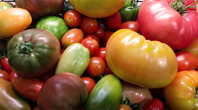 Amending Your Soil to Maximize Tomato Harvest