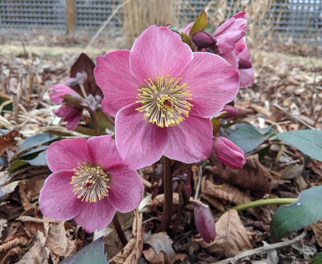 Here Come the Hellebores