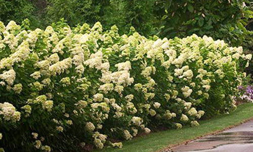 Hydrangea paniculata Limelight