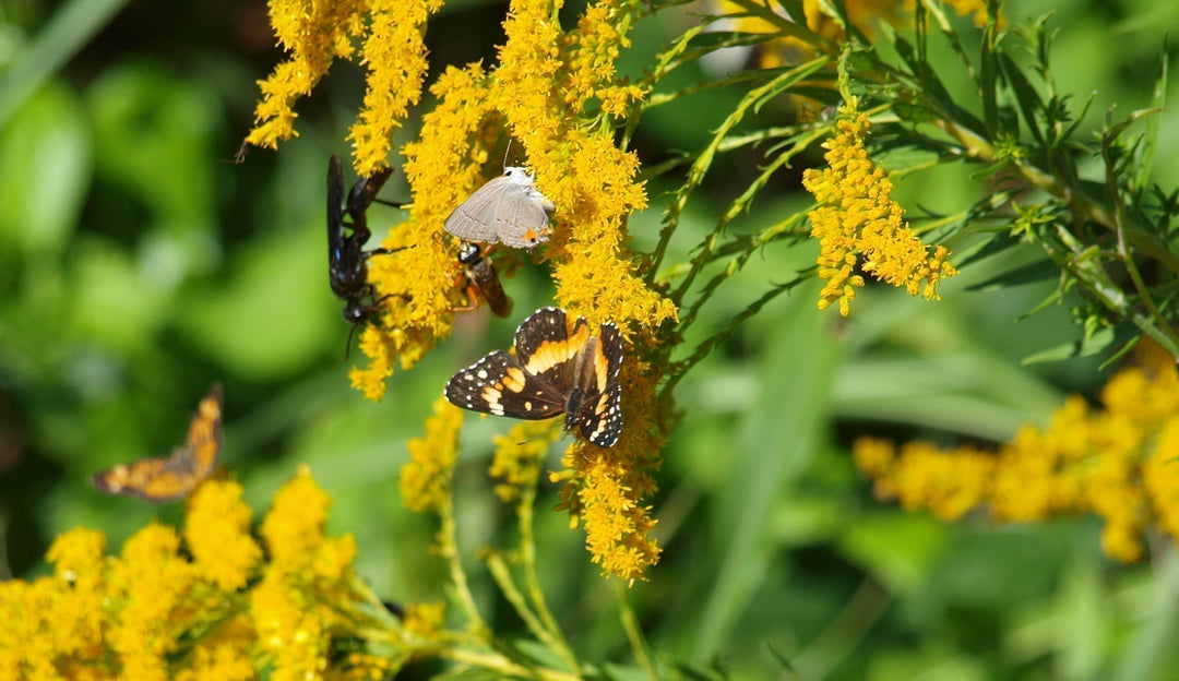 Keystone Species, Key to Supporting Wildlife