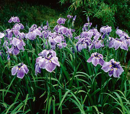 White Flower Farm's Moms & Daughters Choose Their Favorite Mother's Day Gifts