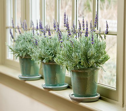 A Video Series on Houseplants