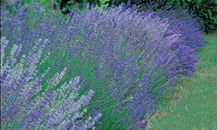 Lavender Patch