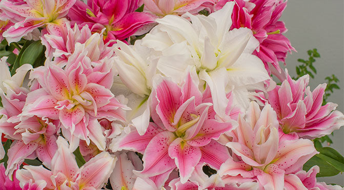 Staff Favorites for Spring