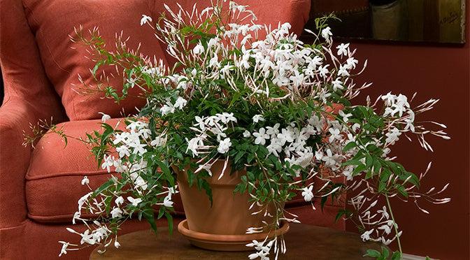 Jasmine Polyanthum: A Wintertime Treasure