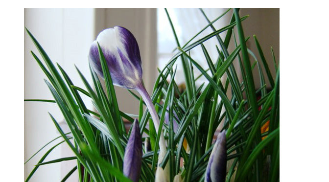 Forcing Bulbs – It’s Easier Than You Think
