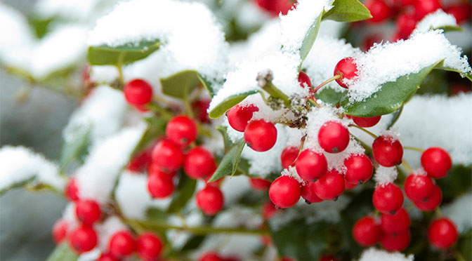 DOWN ON THE FARM: A Holly Jolly Christmas