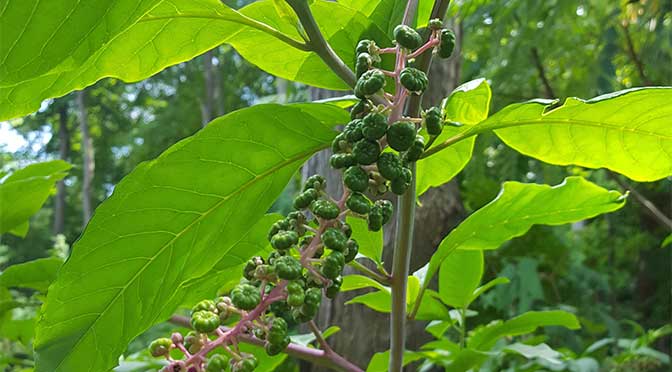 What’s That Weed? 10 Common North American Weeds