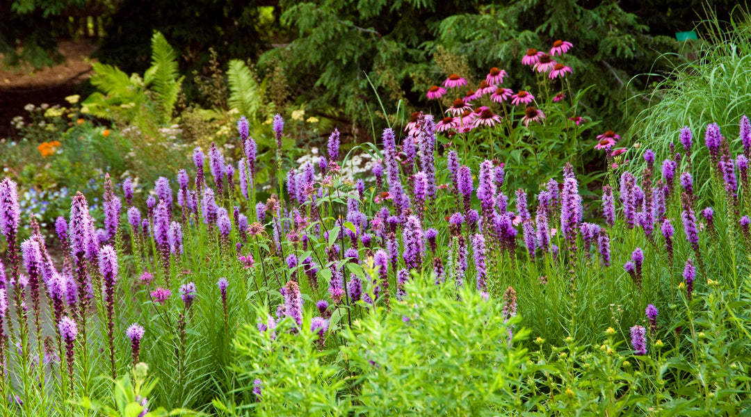 Native Plants for Autumn Interest