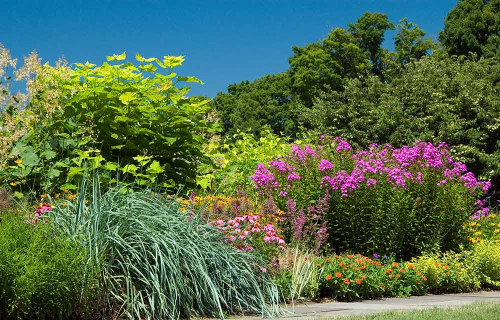 Problem Solving Plants for Your Garden