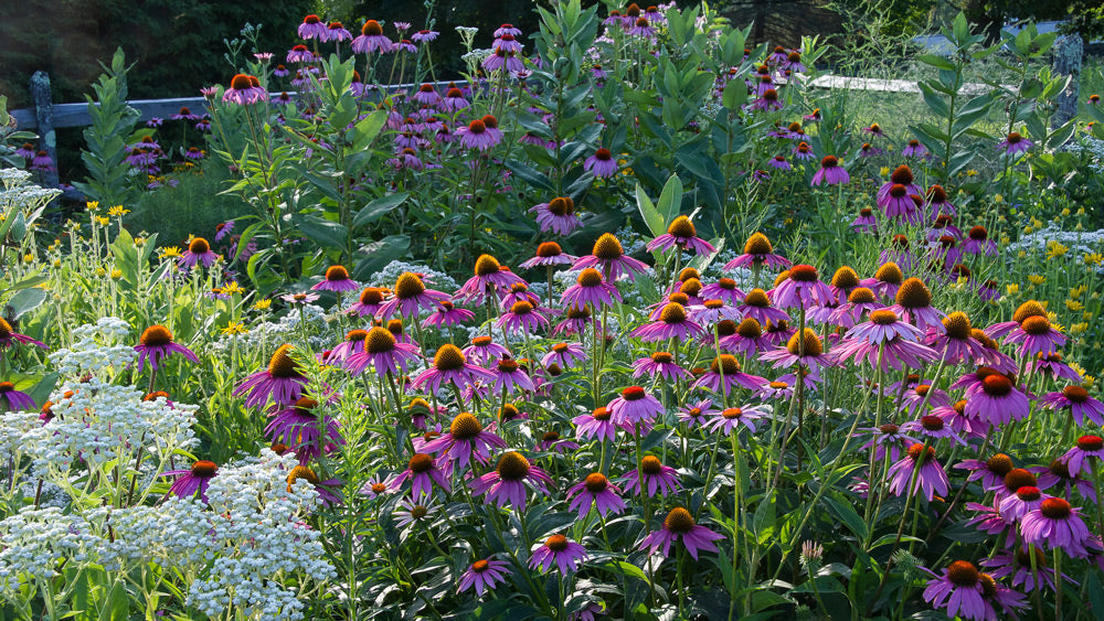 Why Add Native Plants to Your Garden?