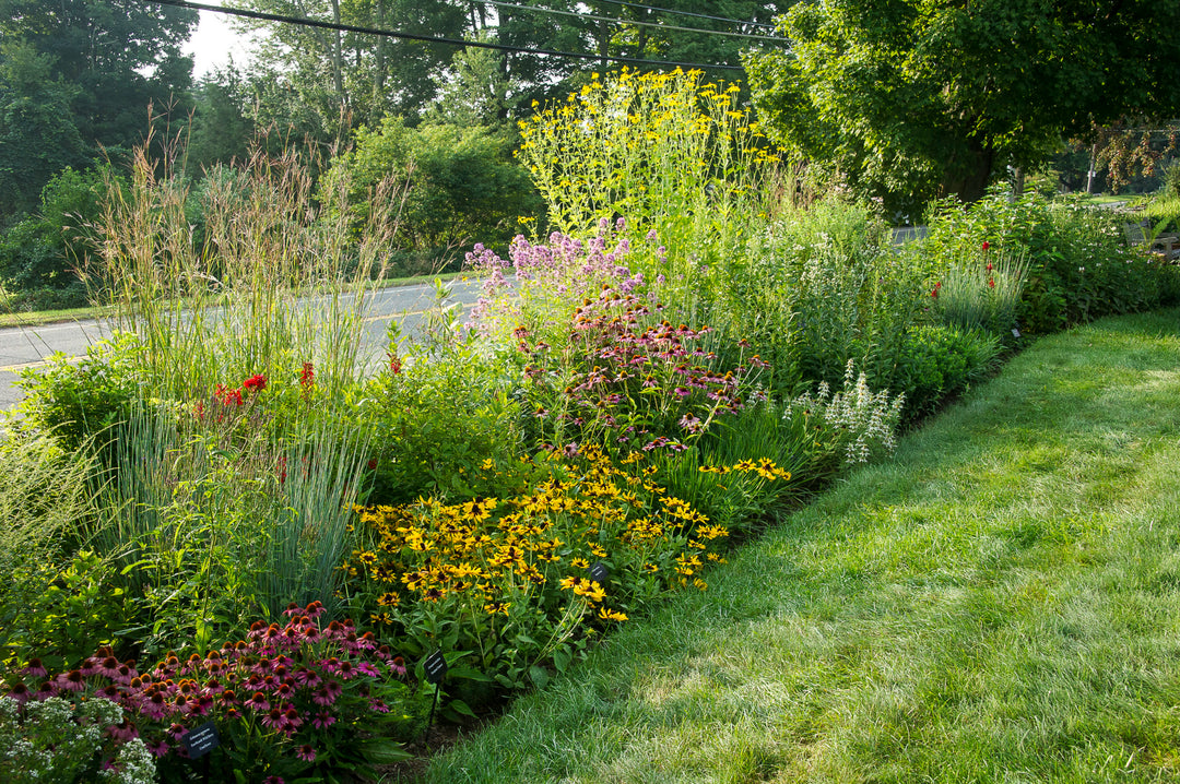 Native garden planted 2017
