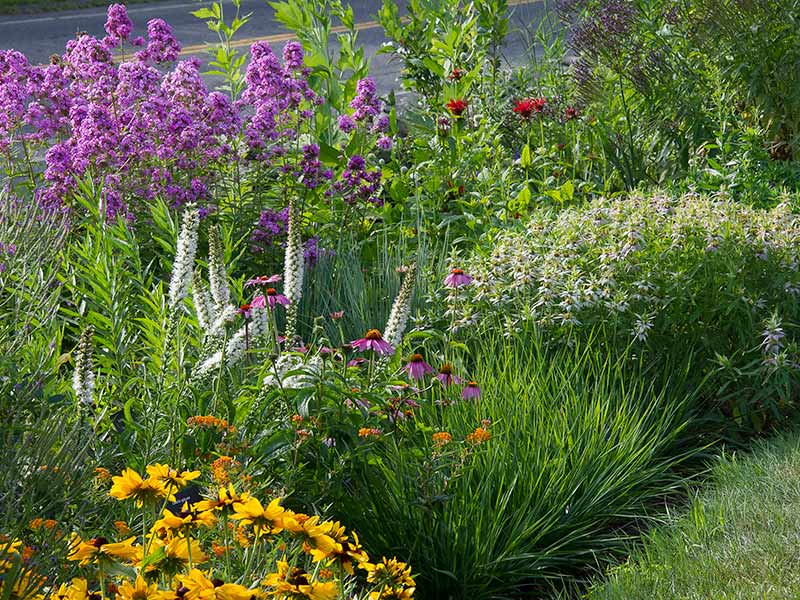 Native Plant Garden