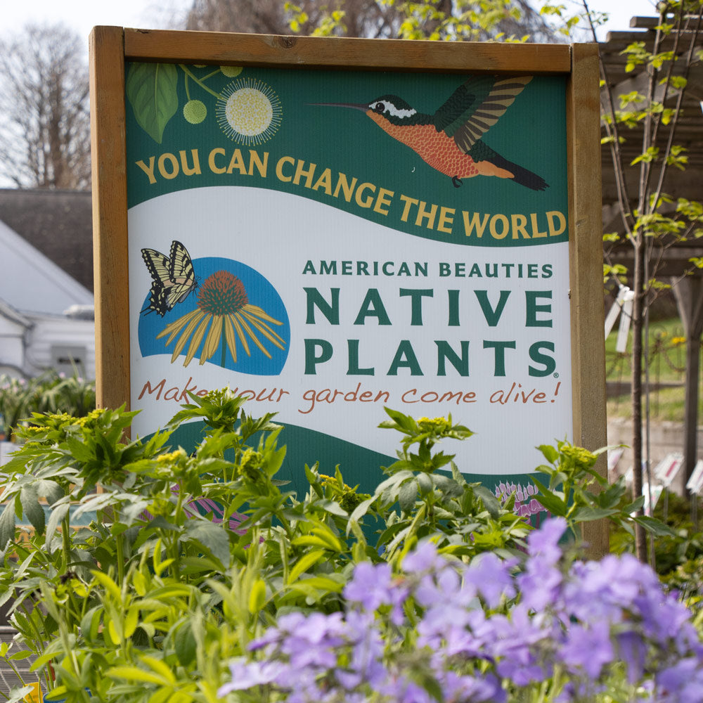 Shop North American Native Plants at the White Flower Farm Store