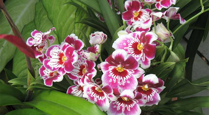 ‘Orchidelirium’! New York Botanical Garden’s Orchid Show