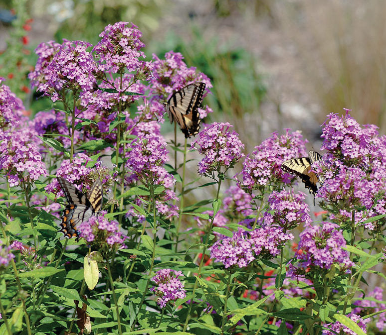 What Do We Mean When We Talk About Native Plants?