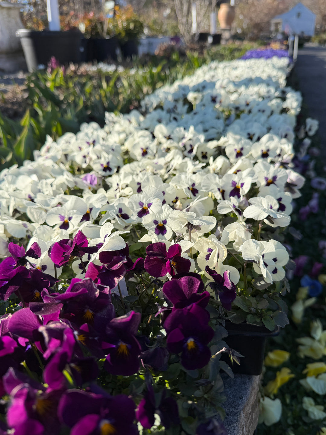 Potted Pansies at the White Flower Farm Store