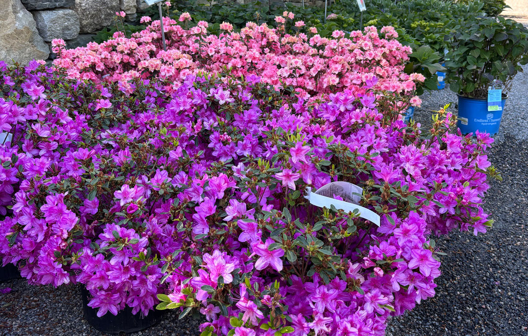 Potted Azaleas