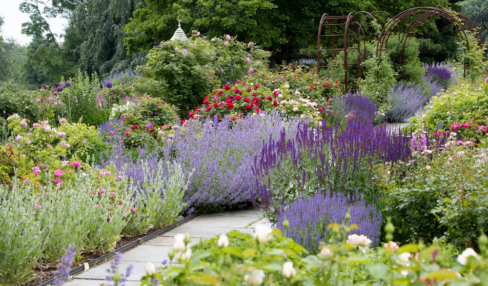 Don’t Miss Our Spectacular Roses &amp; Friends Garden at Its Peak