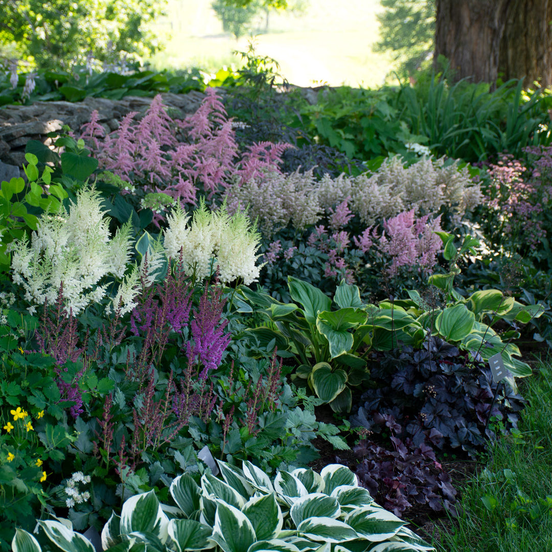 Shade Garden at White Flower Farm