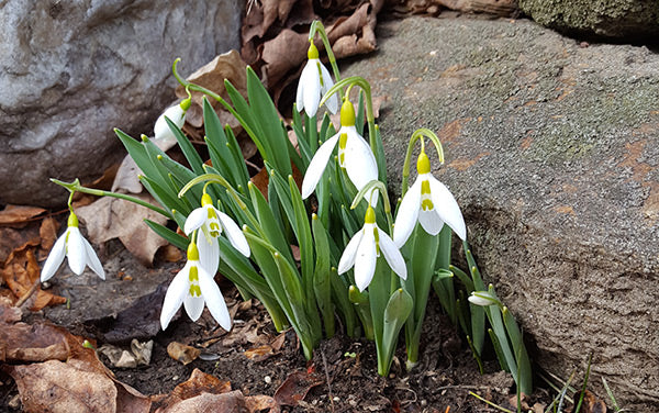 "Spring" in February