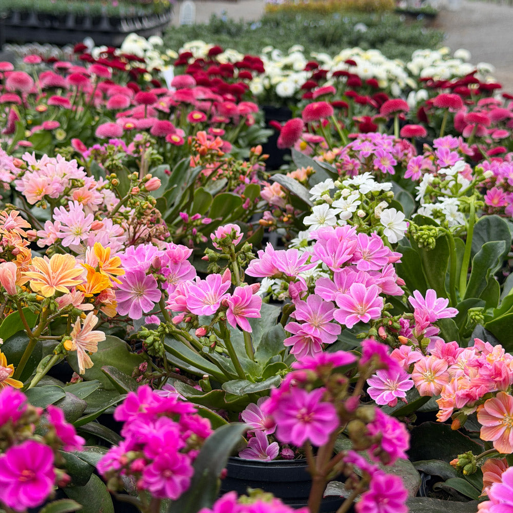 The White Flower Farm Store Is Open for the Season