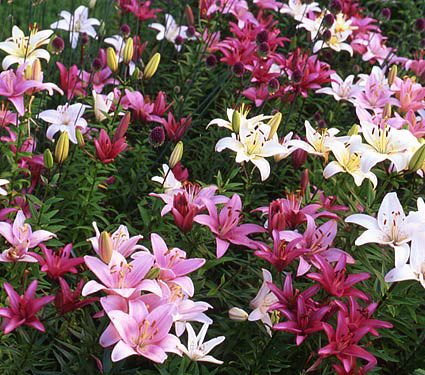 Do You Know Your Lily Varieties?