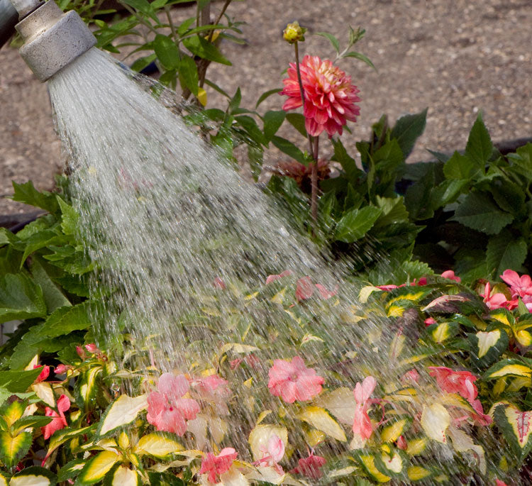 Our Top 5 Garden Questions