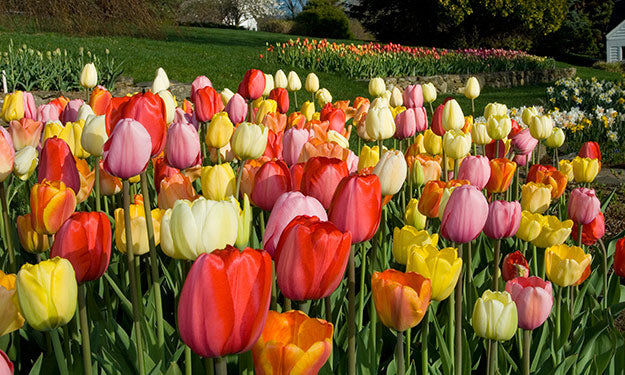 White Flower Farm Classic Perennial Tulip Mixture
