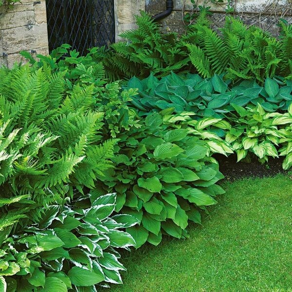 Tips for Choosing Foundation Plants