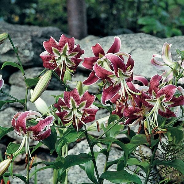 Lilies — Radiant Stars All Summer Long
