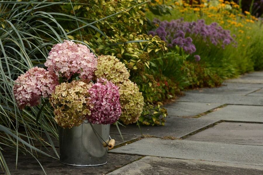 Drying Hydrangeas: An Experiment