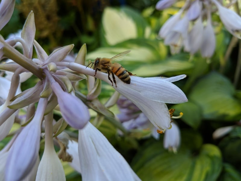 Honey Bees in America