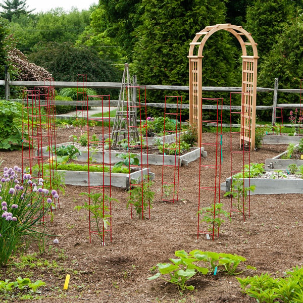 Caring for Your Vegetable Plants