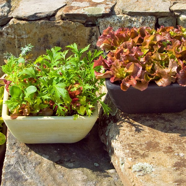 Harvest Fresh Fruits & Vegetables From Pots on Your Patio