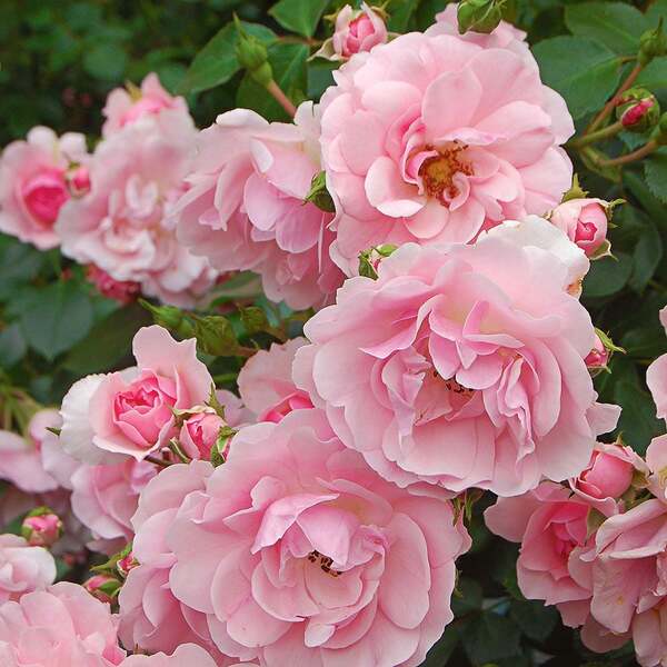Planting & Caring For Bareroot Trees & Shrubs