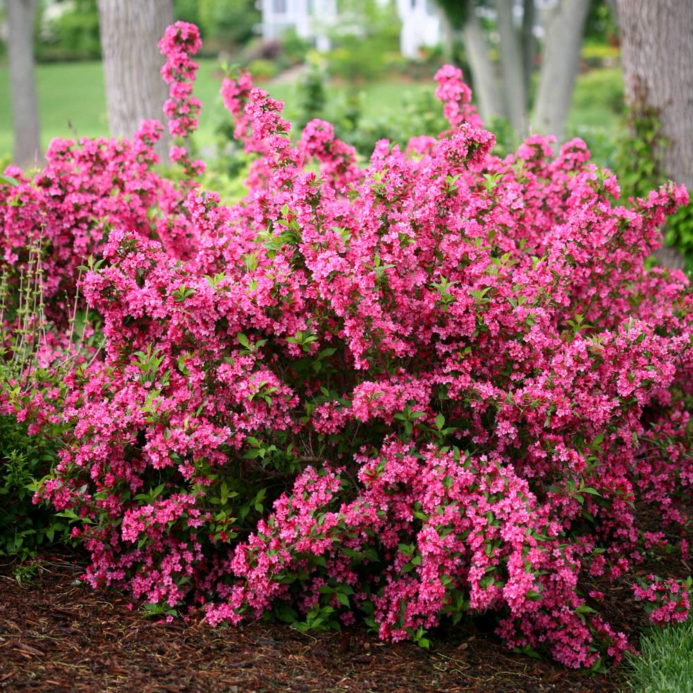 Zone 8 Shrubs & Vines