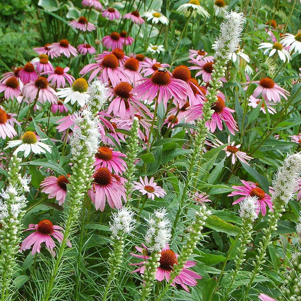 Pollinator-Friendly Gardens