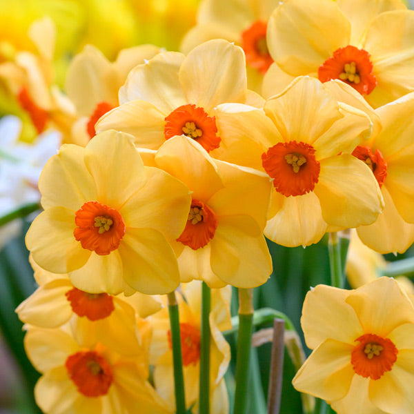 All Daffodils