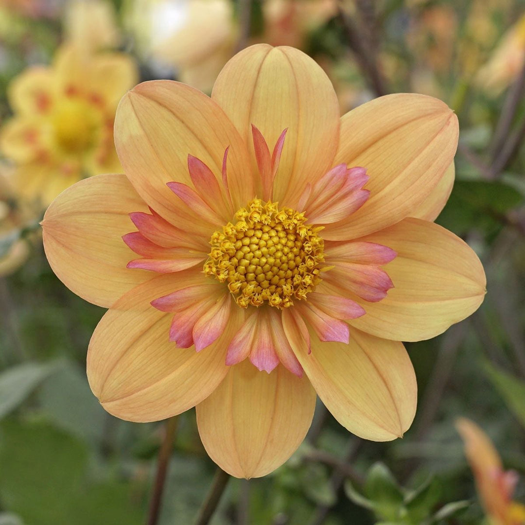 Single Dahlias