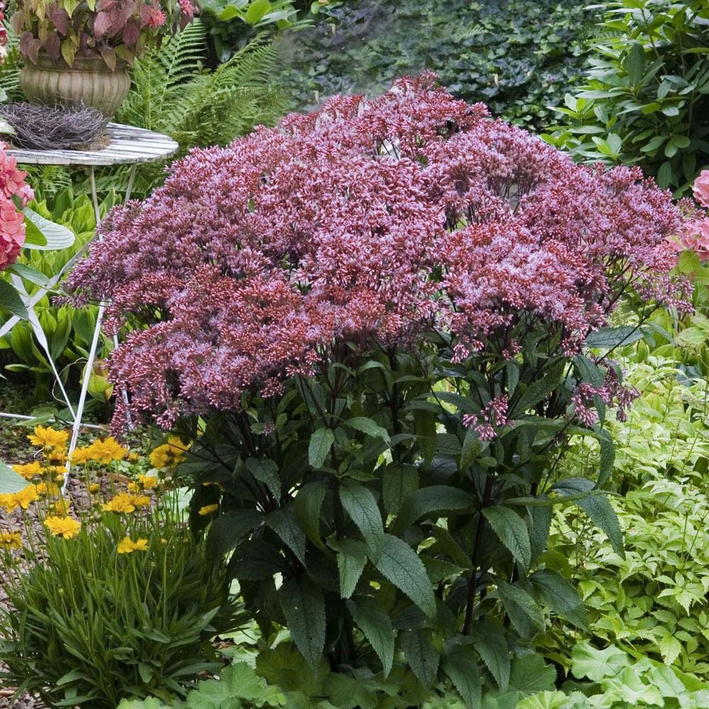 Plants for Wet/Dry Fluctuations
