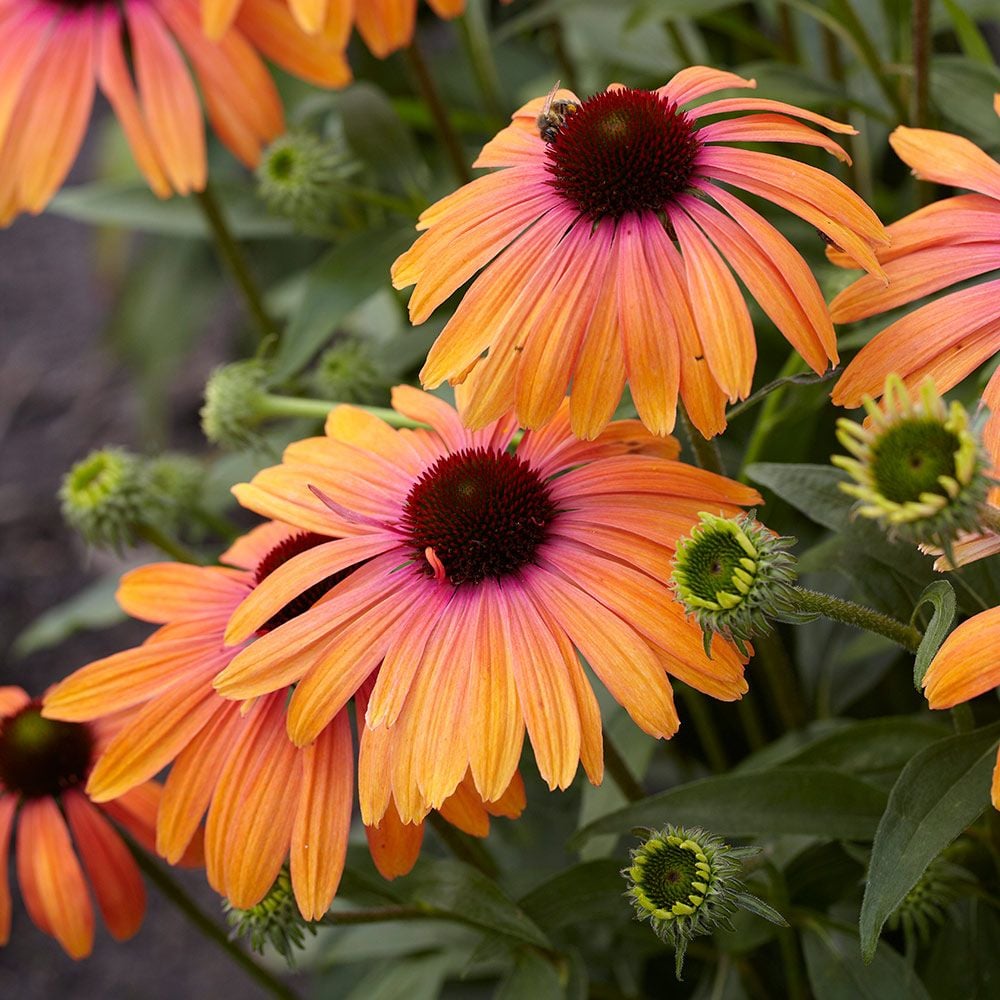 Zone 5 Perennials