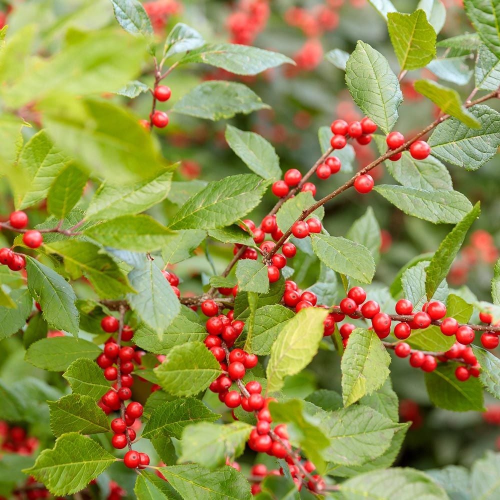 Shrubs & Vines to Feed the Birds