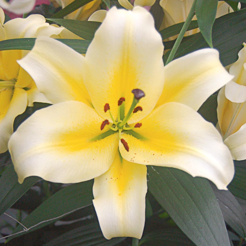 New Lilies