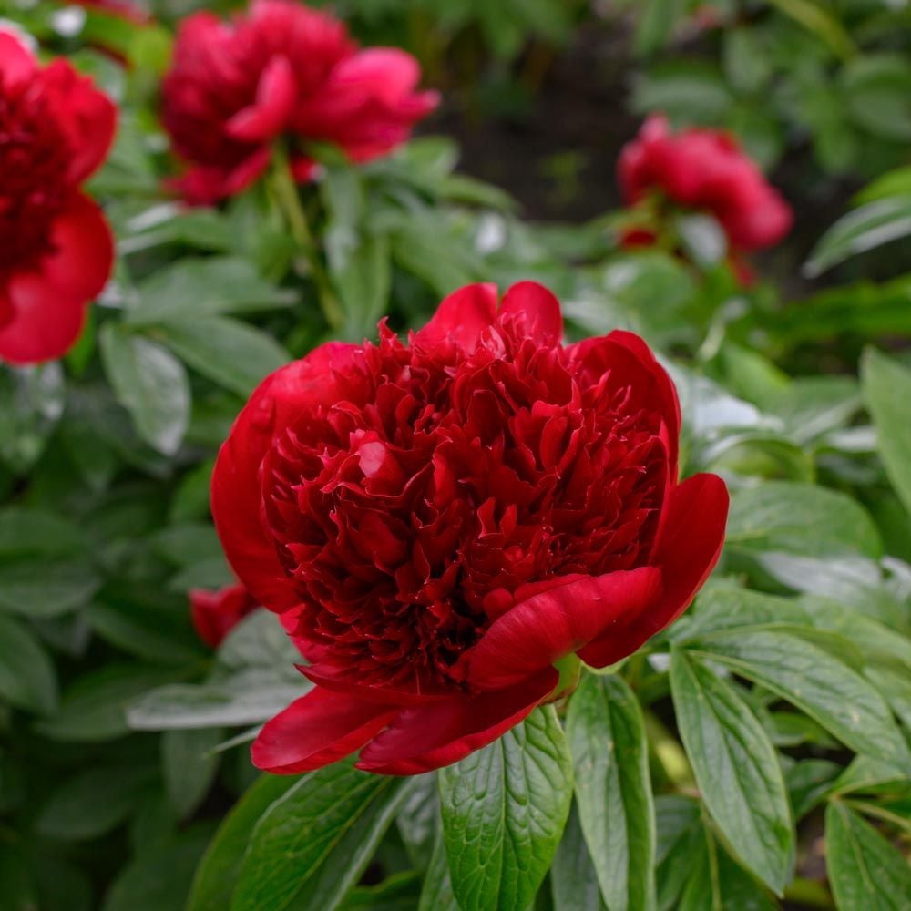 Herbaceous Peonies