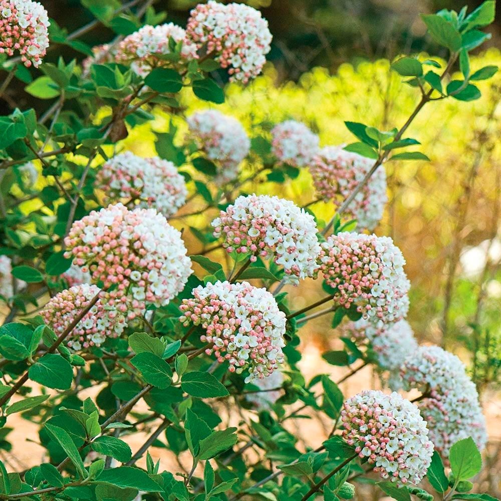 All Flowering Shrubs