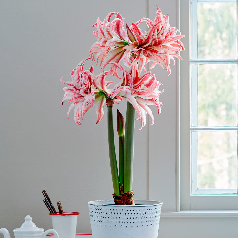 Double-Flowered Amaryllis